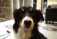 The Dog’s Doors